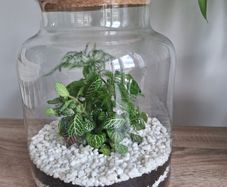 Plant