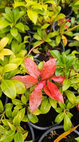 Large Shrubs, Garden Plants
