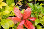 Large Shrubs, Garden Plants