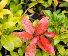 Large Shrubs, Garden Plants