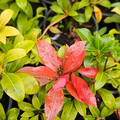 Large Shrubs, Garden Plants