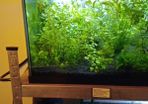 Aquarium  - plants