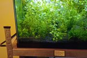 Aquarium  - plants