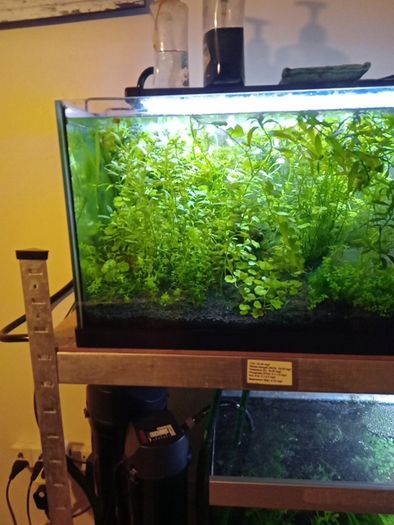 Aquarium  - plants