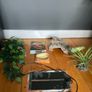 Reptile Vivarium Image 5