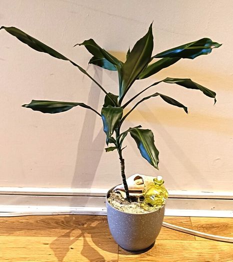 DRACENA - photos edit