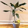 DRACENA - photos edit Image 3