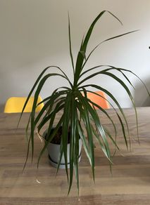 Dracaena Margitana / dragon tree