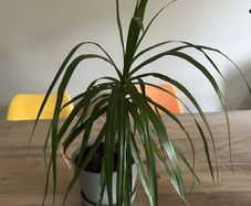 Dracaena Margitana / dragon tree