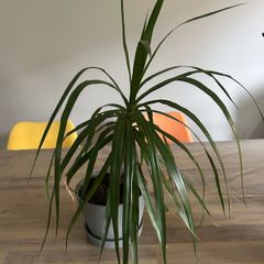 Dracaena Margitana / dragon tree