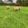 Pedigree Charollais ram lambs Image 6