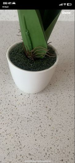 white orchid small