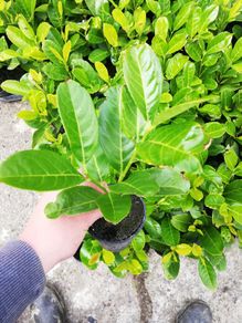 Laurel Hedging