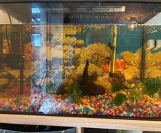 Fish tank / Aquarium with 5 fishes