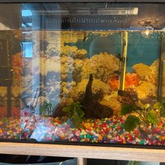 Fish tank / Aquarium with 5 fishes
