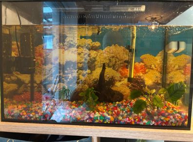 Fish tank / Aquarium with 5 fishes