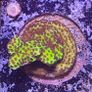 Montipora corals Image 3