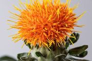 Safflower seeds. Carthamus Tinctorius