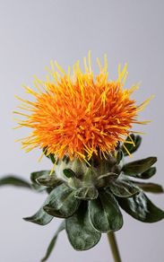 Safflower seeds. Carthamus Tinctorius