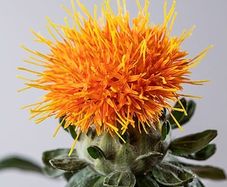 Safflower seeds. Carthamus Tinctorius