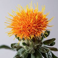 Safflower seeds. Carthamus Tinctorius