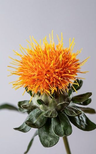 Safflower seeds. Carthamus Tinctorius
