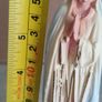 vintage celluloid image Virgin Mary statue our lady of fatima portugal Image 3