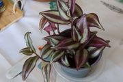 tradescantia plant