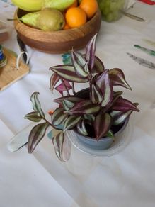 tradescantia plant