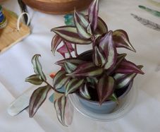 tradescantia plant