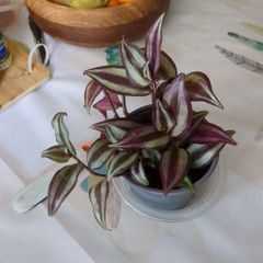 tradescantia plant