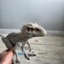 Dinosaurs Image 5
