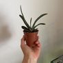 Plant Image 3