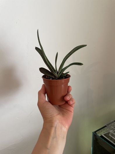 Plant