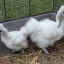 silkie chicks Image 4