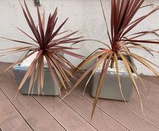 Planting pots