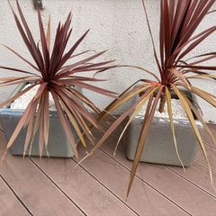 Planting pots