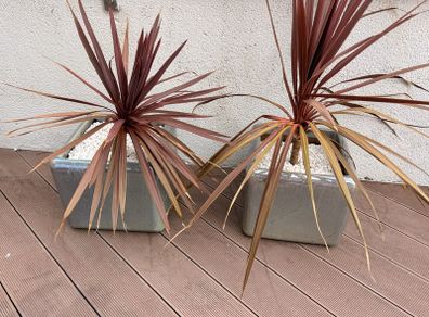 Planting pots