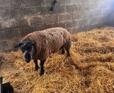 Super pedigree 5 star rams for sale