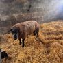 Super pedigree 5 star rams for sale Image 6