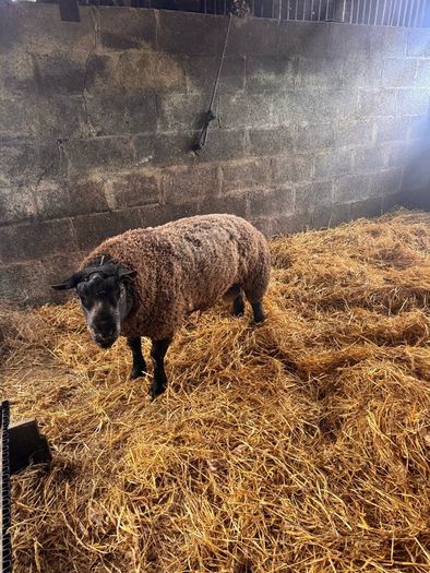 Super pedigree 5 star rams for sale