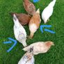 Roosters (FREE) Image 6