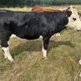 Heifers Image 2