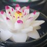 Beautiful Handmade Soap Flowers from Thailand Unique Christmas Gift  20 euro EACH Image 6