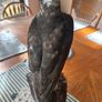 taxidermy sparrowhawk Image 3