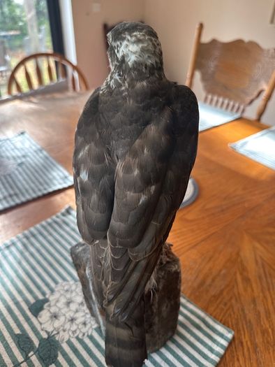 taxidermy sparrowhawk