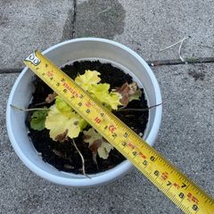 plant