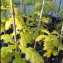 Healthy Native Oak Saplings (2 Years Old) Image 3