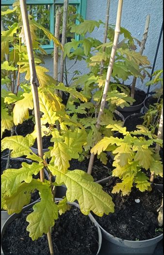 Healthy Native Oak Saplings (2 Years Old)