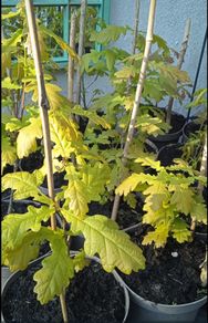 Healthy Native Oak Saplings (2 Years Old)
